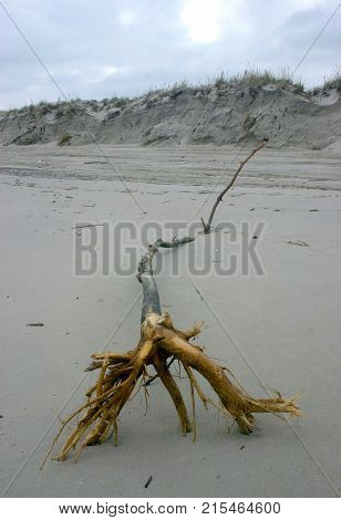 Island Beach State Park. Tree on the beach brought by storm USA