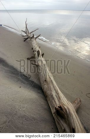 Island Beach State Park. Miles of sand dunes. Tree on the beach, brought by storm, USA