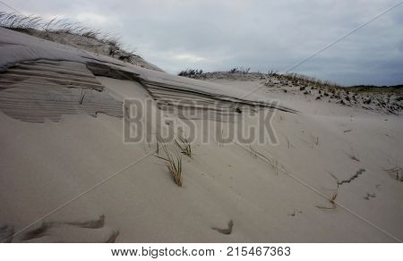 Island Beach State Park. Miles Of Sand Dunes And White Sandy Beaches Offer Habitat To Maritime Plant