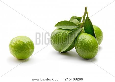 Fresh green lemons with leaves on white background. Lemons on twig with leaves. 