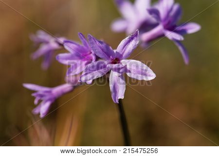 Society Garlic (tulbaghia Violacea)