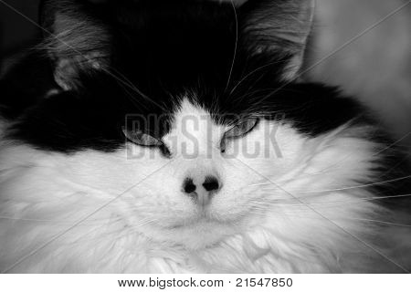 Gato negro