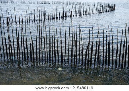 Bamboo Wall In The Sea