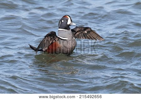 Colorful male Harlequin Duck (histrionicus histrionicus) swimming in the Atlantic Ocean