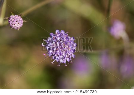Devil Bit Scabious (succisa Pratensis)
