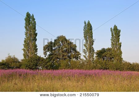 Wildflower eng