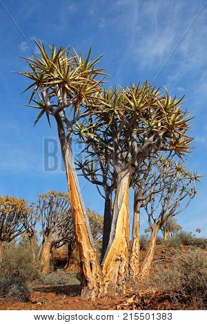 Landscape with rocky mountain and quiver trees (Aloe dichotoma), Northern Cape, South Africa 
