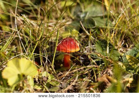 Scarlet Hood Fungi, Hygrocybe Coccinea