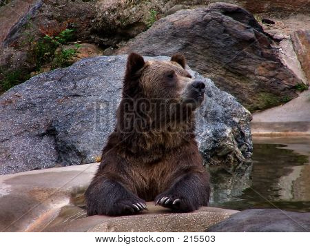 Grizzly
