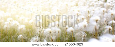 Arctic cotton grass (Eriophorum) field in Iceland. Long wide banner with solar effect