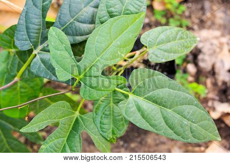 Lacewing Vine (Adenia heterophylla) plant Thailand local plant called Nang Noon