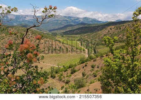Smoketree on the background of the summer landscape of the Crimean mountains