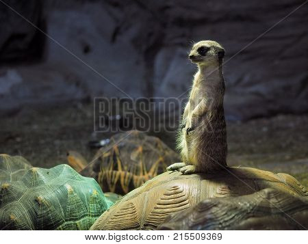 Cute meerkat standing on the shell of a turtle. The dark background