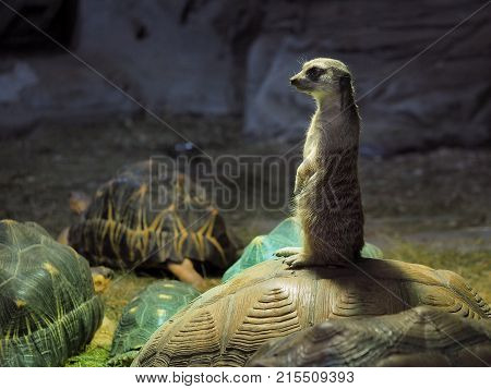 Cute meerkat standing on the shell of a turtle. The dark background