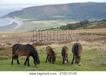 Wild Exmoor ponies on Porlock Hill, North Devon