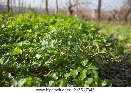 Parsley. Petroselinum. parsley leaves. Green leaves. Parsley growing in the garden. Close-up. Field. Farm Growing herbs