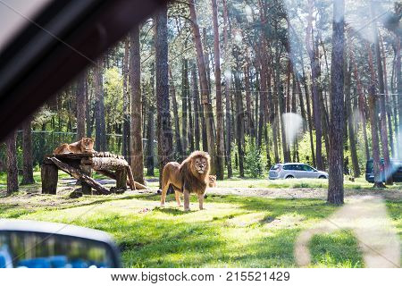Big Lions Are In The Zoo Amoung Trees