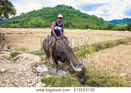 PALAWAN, PHILIPPINES-MARCH 28. 2016: Philippines ride the Carabao a domesticated subspecies of the water buffalo on March 28, 2016. at Palawan, Philippines.