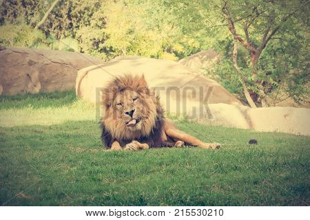 Big Male Lion Lying On The Grass