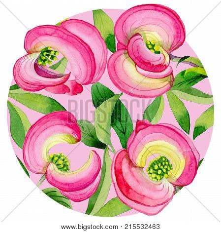 Wildflower cornos Florida flower in a watercolor style isolated. Full name of the plant: cornos. Aquarelle wild flower for background, texture, wrapper pattern, frame or border.