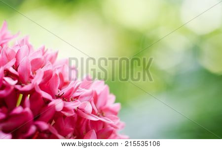 Pink and green nature background shallow DoF with copy space macro of Ixora flower or Pink spike flower or Rubiaceae flower or Ixora coccinea flower in the green garden
