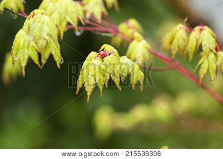 Before opening young green maple leaves (Acer palmatum) wet with rain