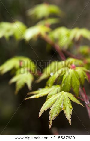 Fresh green maple leaves (Acer palmatum) wet with rain in vertical composition
