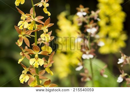 Yellow and brown calanthe flowers in front of flower blurs