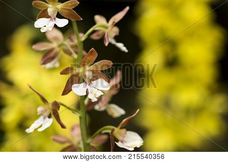 White and brown calanthe flowers in front of yellow blurs