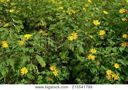 Nitobe Chrysanthemum Flower Or Mexican Sunflower