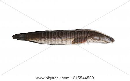 Snakehead fish isolated on white background and have clipping paths.