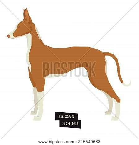 Dog collection set Ibizan Hound Geometric style Isolated object