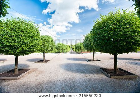 Alley of round shaped basswood green trees with tunnel on background in ornamental garden on a blue cloudy sky in summer park. Latvia. Vibrant colored outdoors horizontal image.