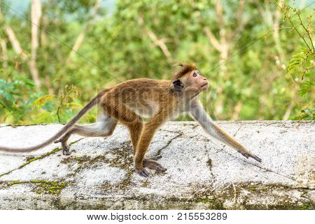 The monkey runs along the wall of the ancient Buddhist rock temple in Mulkirigala, Sri Lanka.