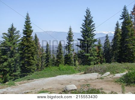 scenery at the Sequoia and Kings Canyon National Park with fir trees in California USA