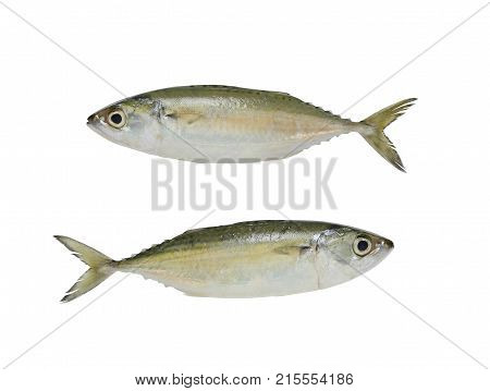 Raw Mackerel or Rastrelliger brachysoma fish isolated on white background and have clipping paths.