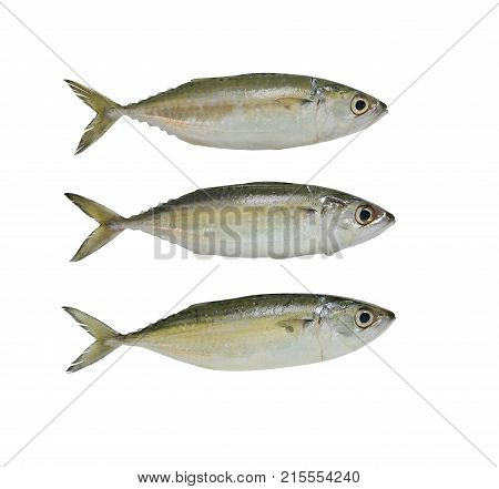 Raw Mackerel or Rastrelliger brachysoma fish isolated on white background and have clipping paths.
