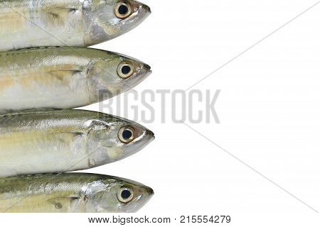 Raw Mackerel or Rastrelliger brachysoma fish isolated on white background and have clipping paths.