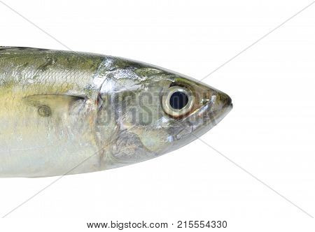 Raw Mackerel or Rastrelliger brachysoma fish isolated on white background and have clipping paths.