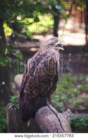 Brown Hawk Sitting On A Tree In Zoo