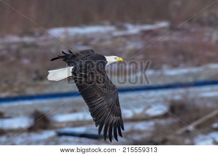Eagle in Flight on the Nooksack River on a sunny winter day.