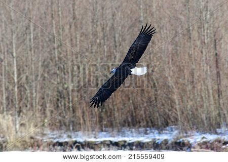 Eagle in Flight on the Nooksack River on a sunny winter day.