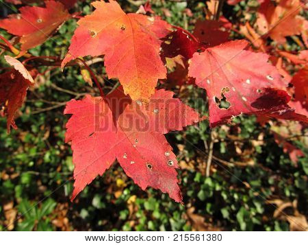 Red Maple leaves against Kudzu Ivy in Fall.