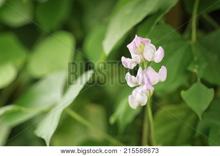 Flower bloom of Dolichos lablab on tree in the Vegetable garden.