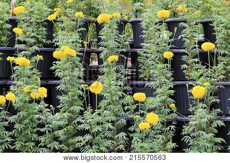 Yellow marigold flower on black jardiniere in the garden.