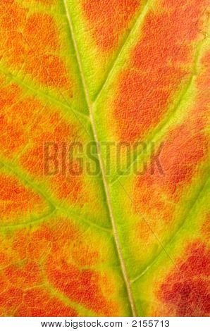 Red Maple Leaf Textur