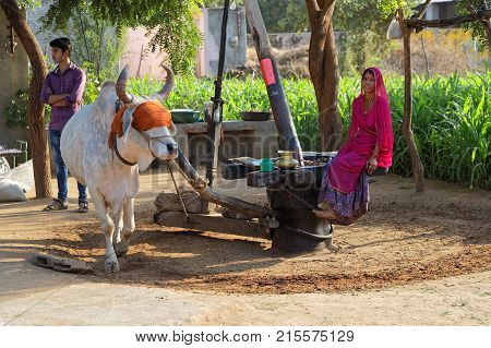 Ranakpur, India, November 3, 2017 : A Noria, Also Called Sakia Or Persian Wheel, Powered By A Cow In
