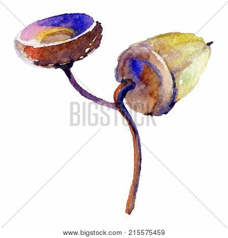 Forest acorn in a hand drawn watercolor style isolated. Aquarelle acorn for background, texture, wrapper pattern, frame or border.