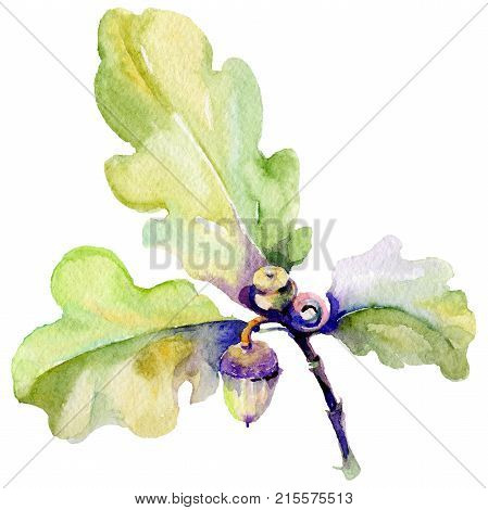 Forest acorn in a hand drawn watercolor style isolated. Aquarelle acorn for background, texture, wrapper pattern, frame or border.