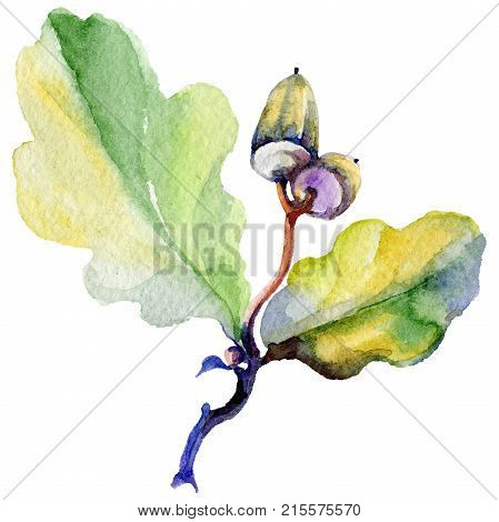 Forest acorn in a hand drawn watercolor style isolated. Aquarelle acorn for background, texture, wrapper pattern, frame or border.